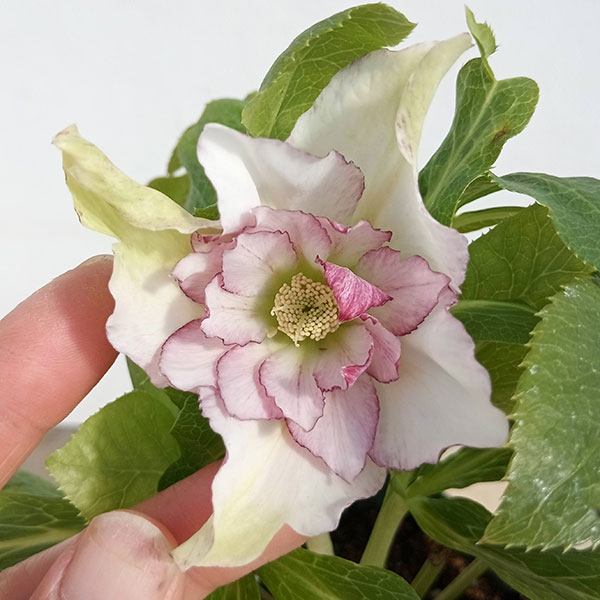 園芸ネット本店｜俊峰園さんのクリスマスローズ：ダブル23-15／3号