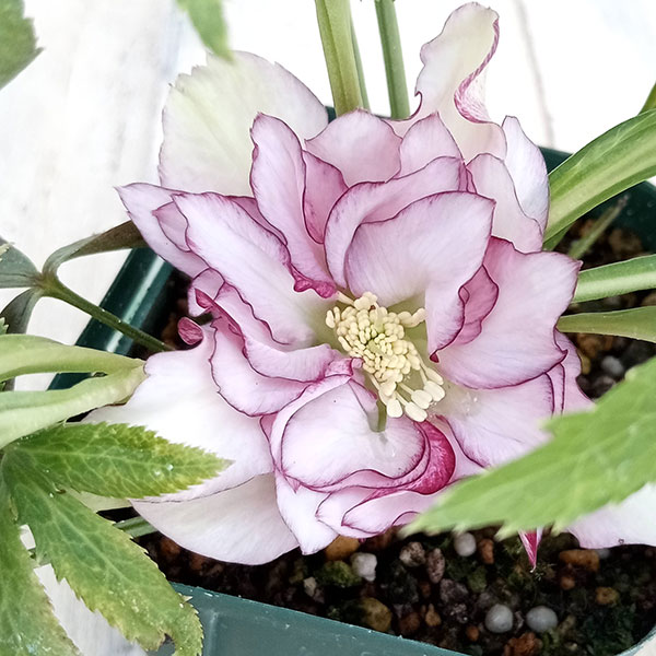 ㉕-226クリスマスローズ 俊峰園さんのクリスマスローズ：ダブル23-19／3号