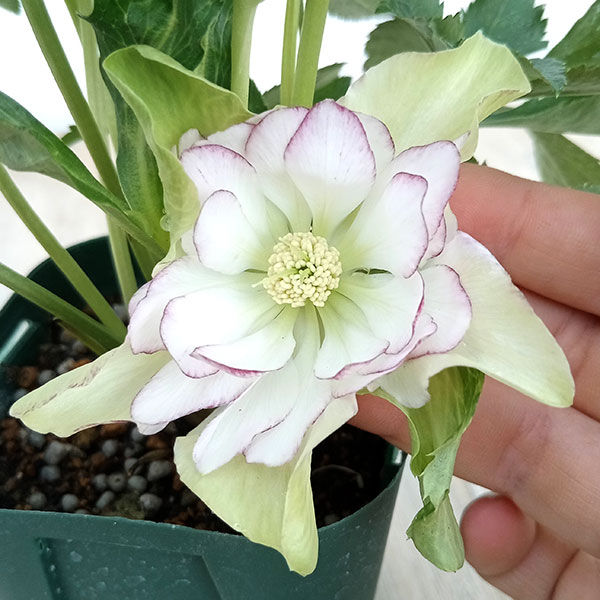 ㉕-226クリスマスローズ 俊峰園さんのクリスマスローズ：ダブル23-19／3号