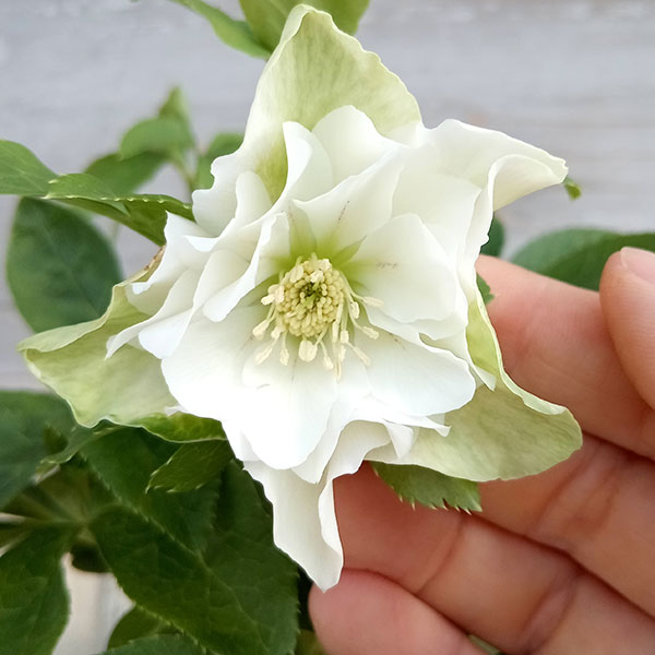 ㉕E27▪️昨シーズン株分け クリスマスローズ ㉕E27▪️昨シーズン