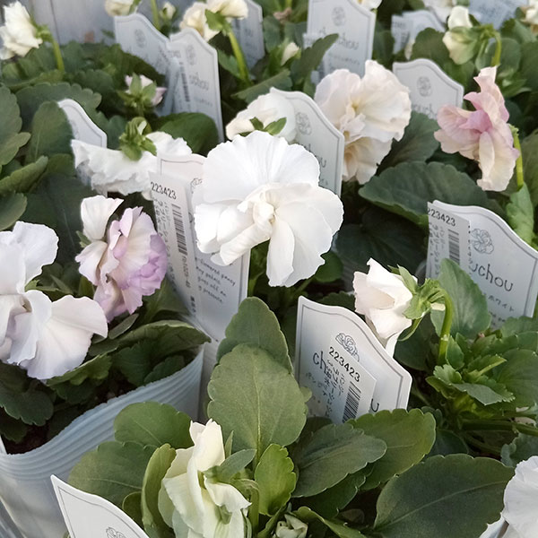 パンジー：シュシュ（ホワイト系）3～3.5号ポット 6株セット