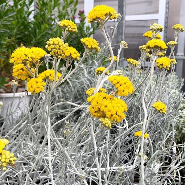 ヘリクリサム：シアンスチャニカム2.5～3号ポット 6株セット