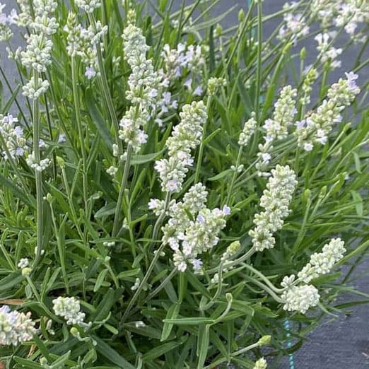 [26年4月上旬予約]ラベンダー：イングリッシュラベンダーホワイト（ブルーティエリーブラン）3号ポット