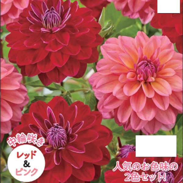[26年4月上旬予約]ダリア：コンビネーション（中輪咲き）レッド＆ピンク　2球入り