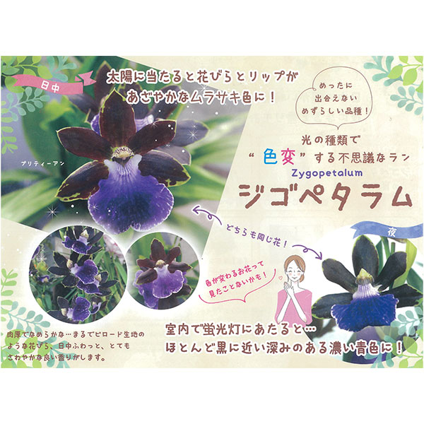 【会員プレゼント！】パンフレット：ジゴペタラム