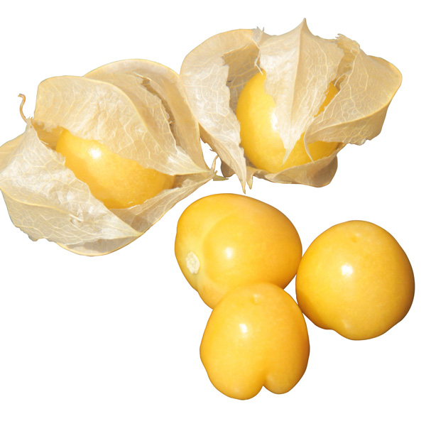 [送料無料][26年4月下旬予約]食用ホオズキ：プチあまっ(R)3号ポット 24株セット