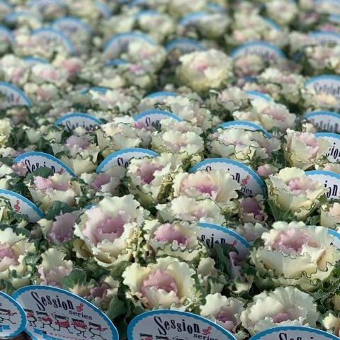 ハボタン：セッション　ベイビーチュール3号ポット 12株セット