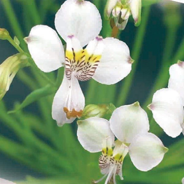 アルストロメリア（耐寒性原種）：レボラータ2球セット