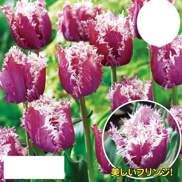 チューリップ：クランチーカミンズ3球入り 2個セット