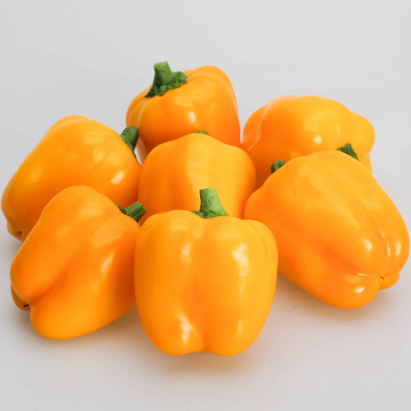 [26年4月下旬予約]鈴なりパプリカ：らんらん自根苗3号ポット 12株セット