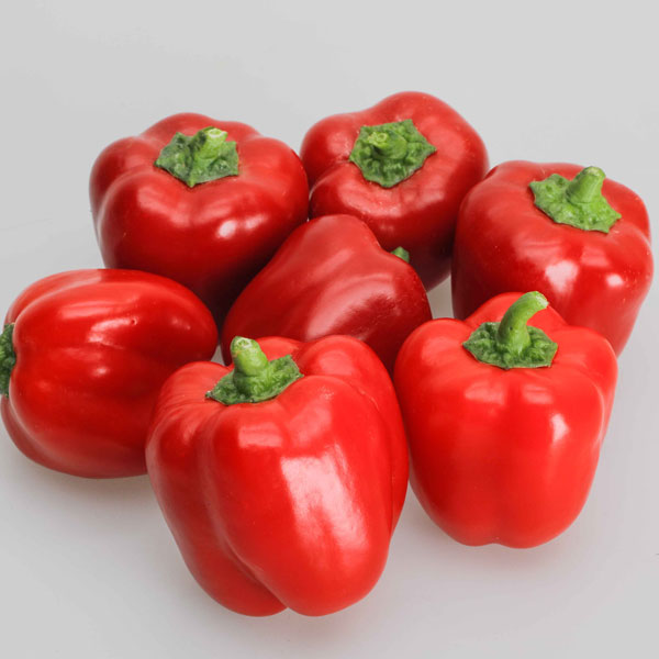 [26年4月下旬予約]鈴なりパプリカ：りんりん自根苗3号ポット 12株セット