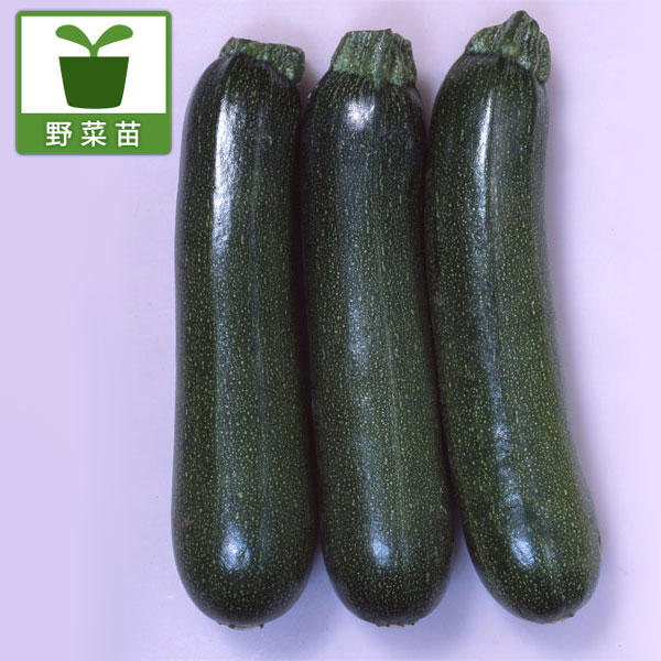 [26年4月下旬予約]ズッキーニ：ウイルスつよしズッキーニグリーンボート2号　3.5号ポット 12株セット