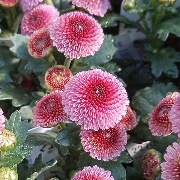 サンティニマム：サンティ　ムンド（ピンク）2.5号ロングポット 6株セット