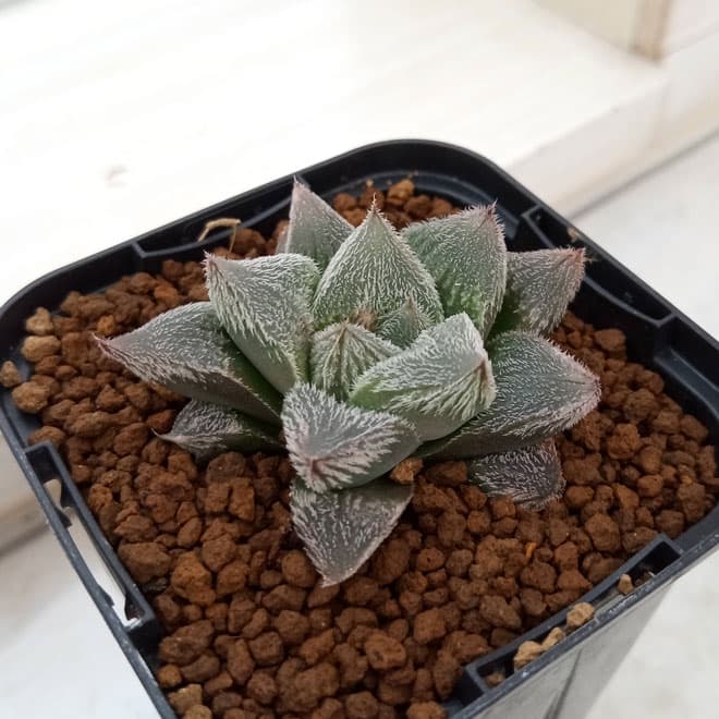 ハオルチア：ホワイトフォックス 2.5号鉢植え の通販 | 園芸ネット