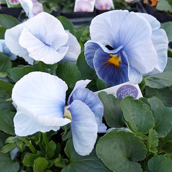園芸ネット本店｜パンジー（大輪）：パシオ ブルーフレア3.5号ポット 3