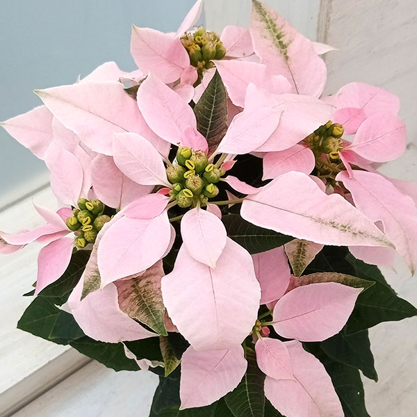プリンセチア：ピンクホワイト3.5号鉢植え