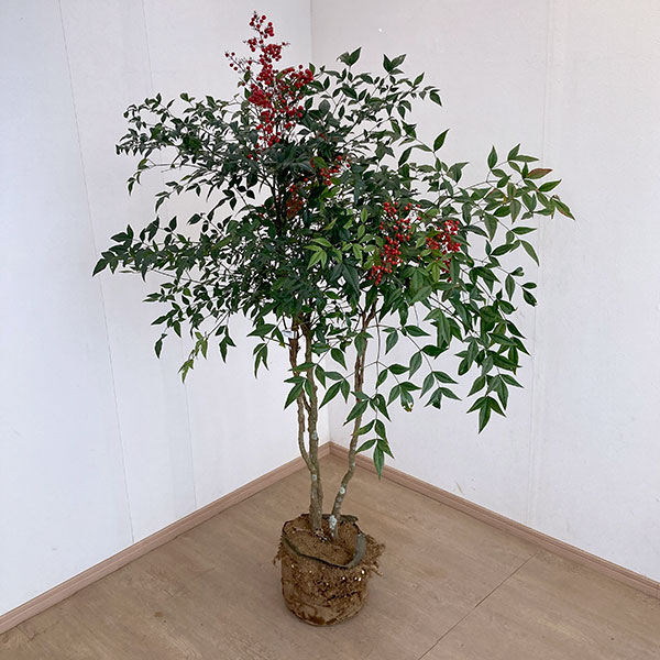 ナンテン(南天）：赤実 8号ルートバック の通販 | 園芸ネット