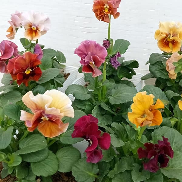 【お1人様2ポットまで】ビオラ：ドレープ　シエナ3.5号ポット