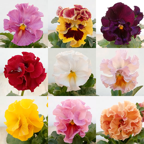 園芸ネット本店｜パンジー（フリル咲き）：クラッピング3.5号ポット 12