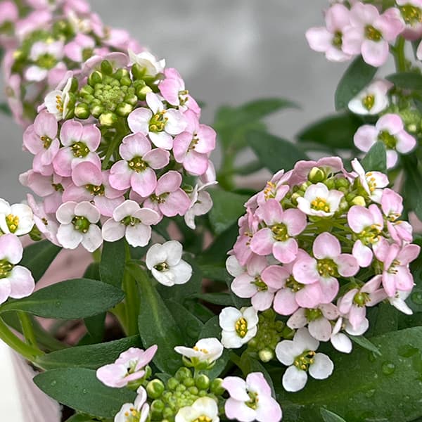 アリッサム：うすいピンク3.5号ポット 6株セット