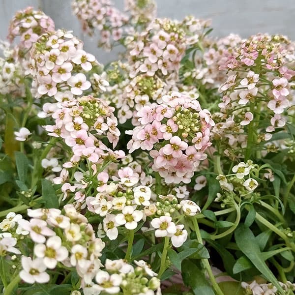 アリッサム：サーモン系3.5号ポット 12株セット