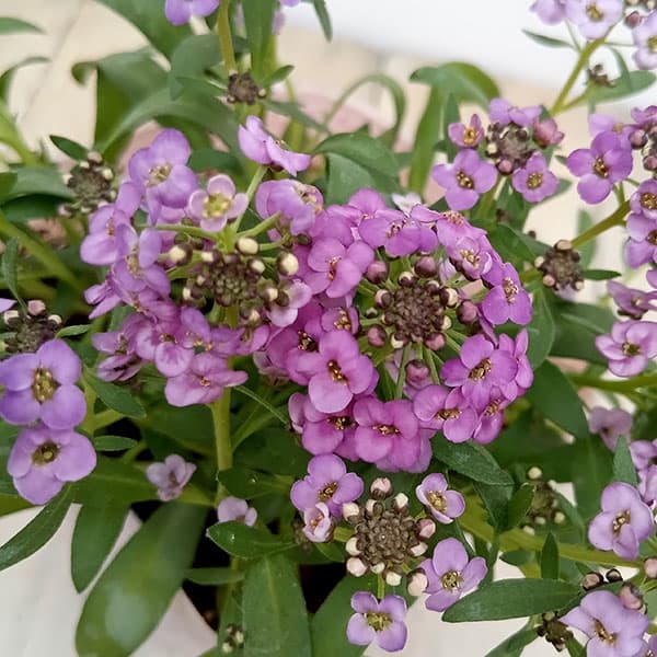 アリッサム：ふじいろ3.5号ポット 6株セット