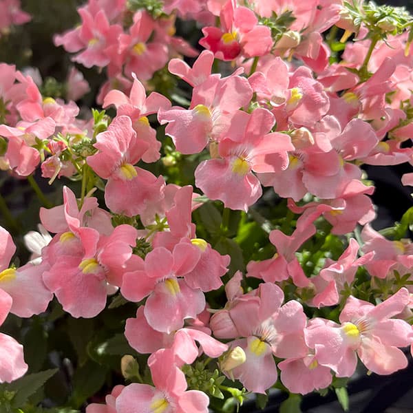 ネメシア：アレンジアプリコット3.5号ポット 12株セット