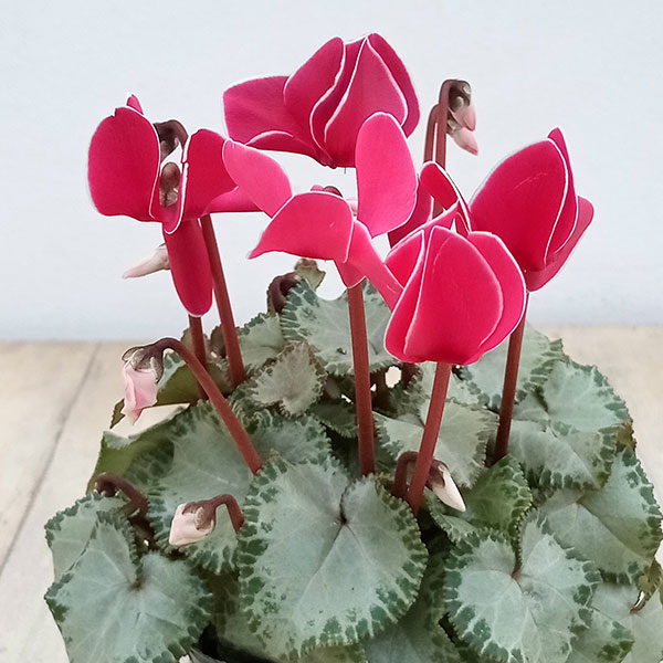 シクラメン：フェアリーピコ・ベインリーフシルバーエッジローズ3号ポット 6株セット