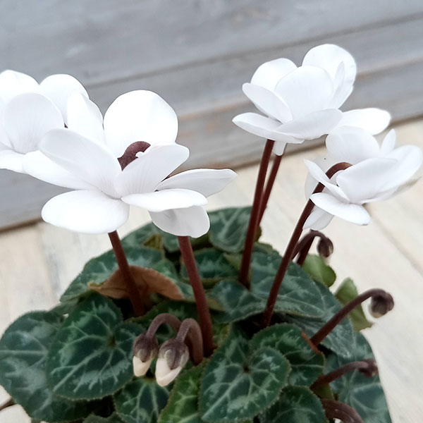 シクラメン：フェアリーピコ・ホワイト3号ポット 6株セット