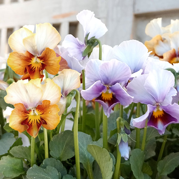 園芸ネット本店｜ビオラ：松原園芸さんオリジナル・ファルファリアNO