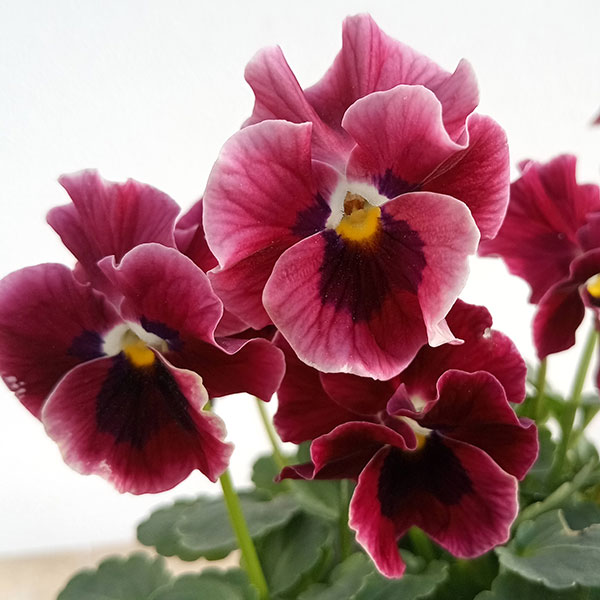 園芸ネット本店｜見元園芸さんのパンジー：フリルローズバイカラー3.5