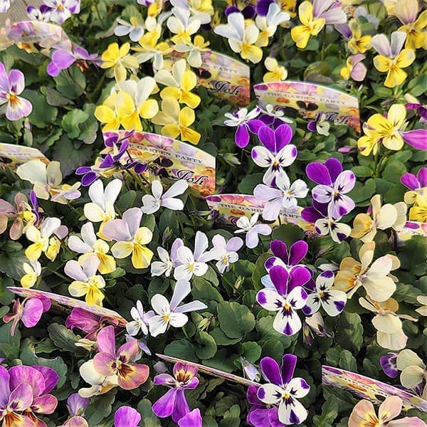 ビオラ：ジョリージョリ3.5号ポット 6株セット