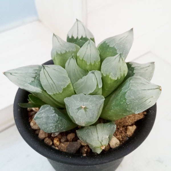 ハオルチア：氷城 3号鉢植え の通販 | 園芸ネット