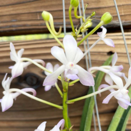 バンダ：ホワイトブルック（花無し株のみ） の通販 | 園芸ネット