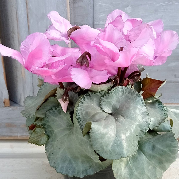 シクラメン（ミニ）：白銀の世界（丸弁・ピンク系）3号ポット*