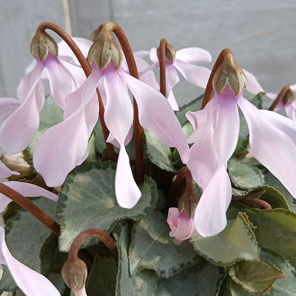 シクラメン（ミニ）：白銀の世界（細弁・ピアス系）3号ポット