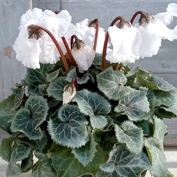 シクラメン（ミニ）：白銀の世界（ふわもこ系・ホワイト）3号ポット