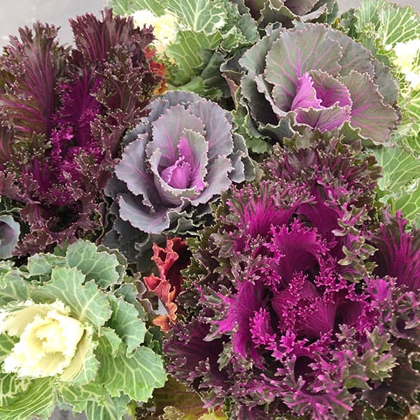 ハボタン：セレブのハボタン3.5号ポット 6ポットセット