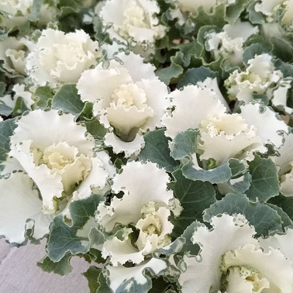 ハボタン：セッション　ペティクリーム3号ポット 6株セット