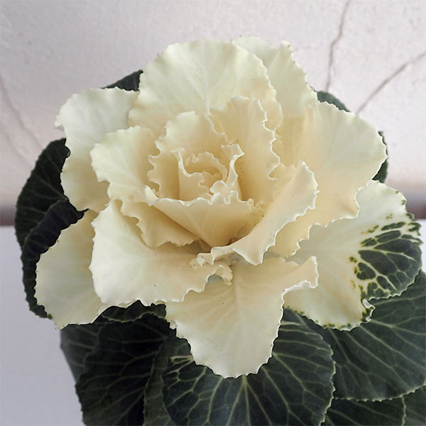 ハボタン：フレアホワイト3.5号ポット 12株セット