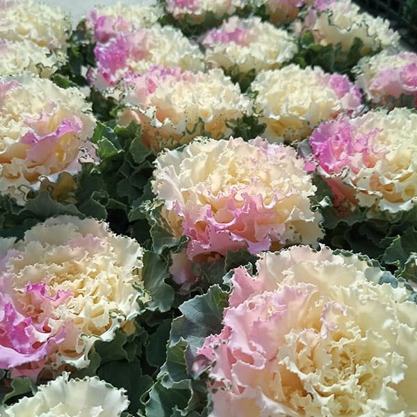 [送料無料]ハボタン：ラッフル ピンクメッシュ3号ポット 12株セット