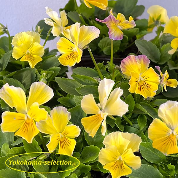 ビオラ：ティファニーイエロー3号ポット 3株セット