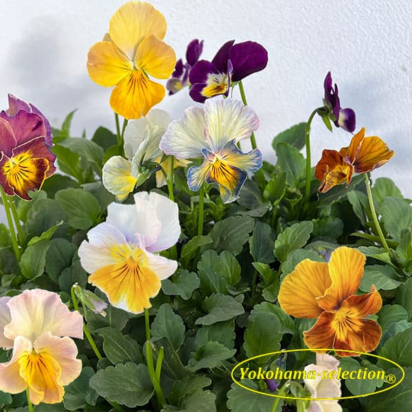 ビオラ：テレジアン3号ポット 3株セット