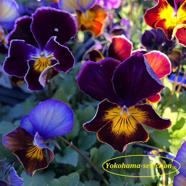 ビオラ：フレアーブルークラシック3号ポット 3株セット