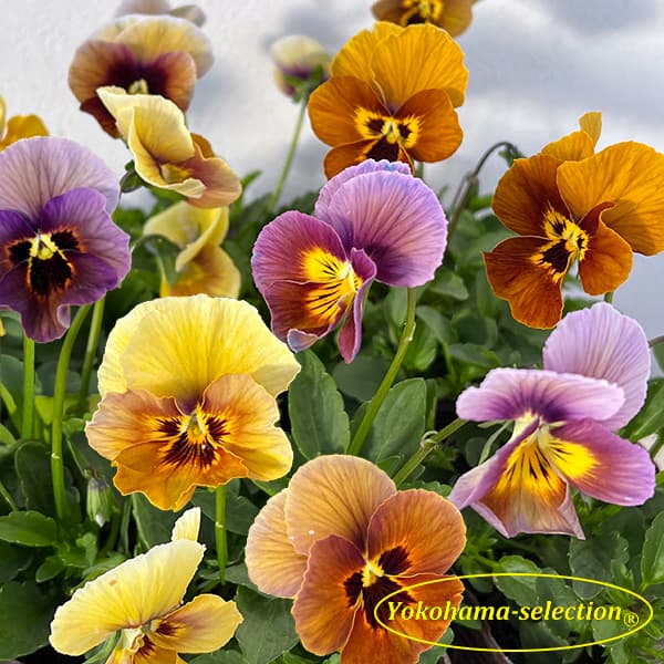 ビオラ：金茶（キンチャ）3～3.5号ポット 3株セット