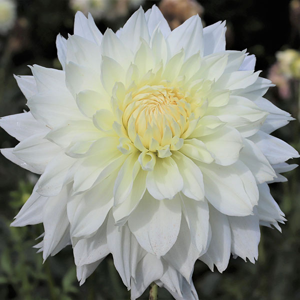 ダリアの球根　おぼろ月夜 園芸ネット本店｜[26年3月中下旬予約]ダリアの球根：（中大輪