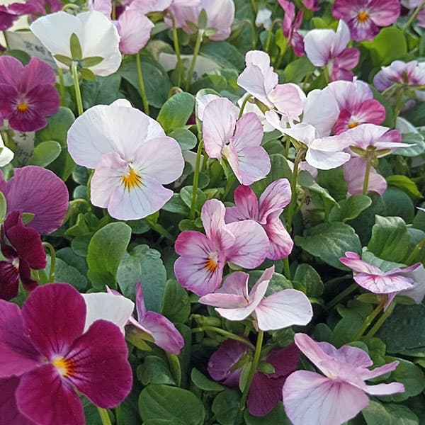 ビオラ：こももこべに3号ポット