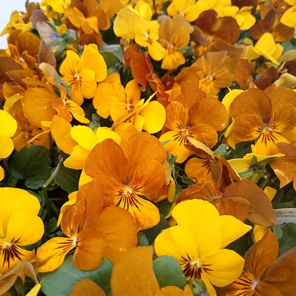 ビオラ:黄金伝説3.5号ポット