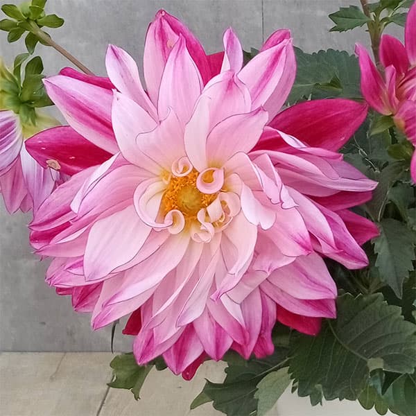 ダリア:マリアライト5号鉢植え