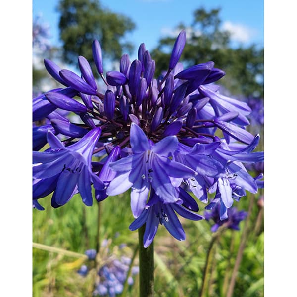 園芸ネット本店｜アガパンサス：セプテンバーヘームル4号ポット の通販